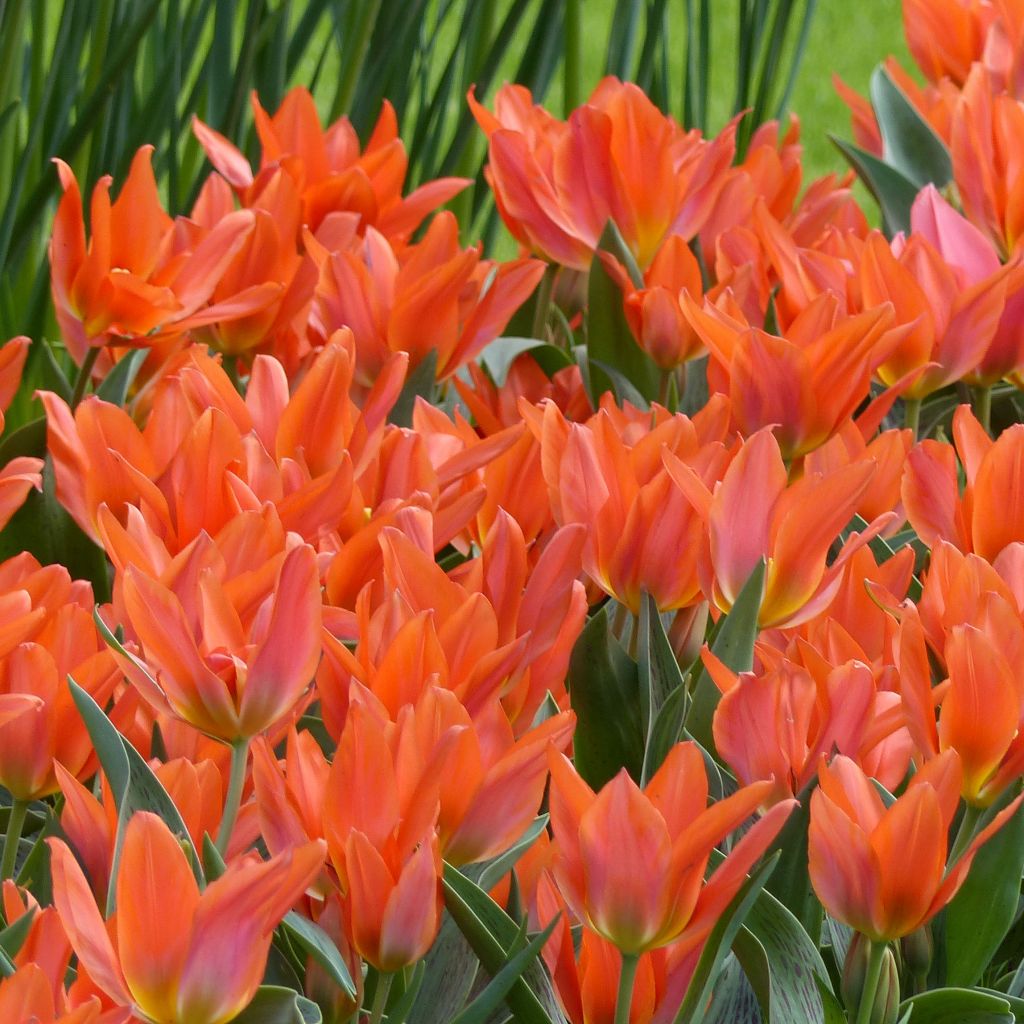 Tulipa greigii Toronto