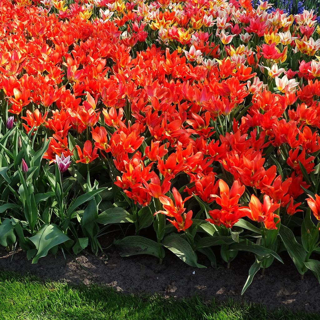 Tulipa greigii Toronto