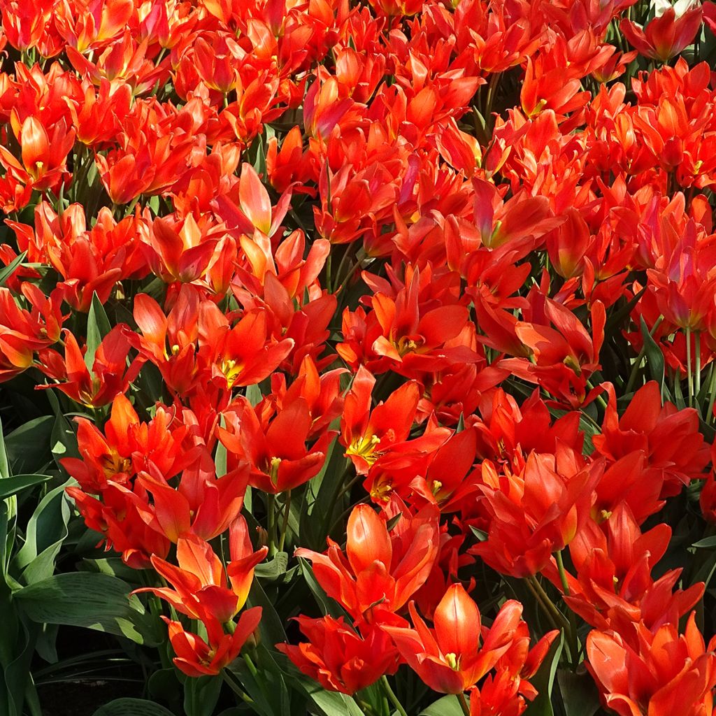 Tulipa greigii Toronto