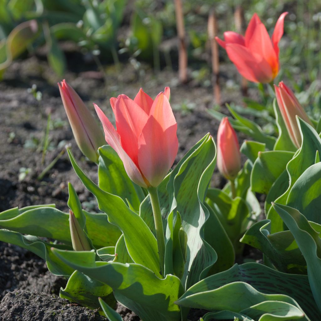 Tulipa greigii Toronto