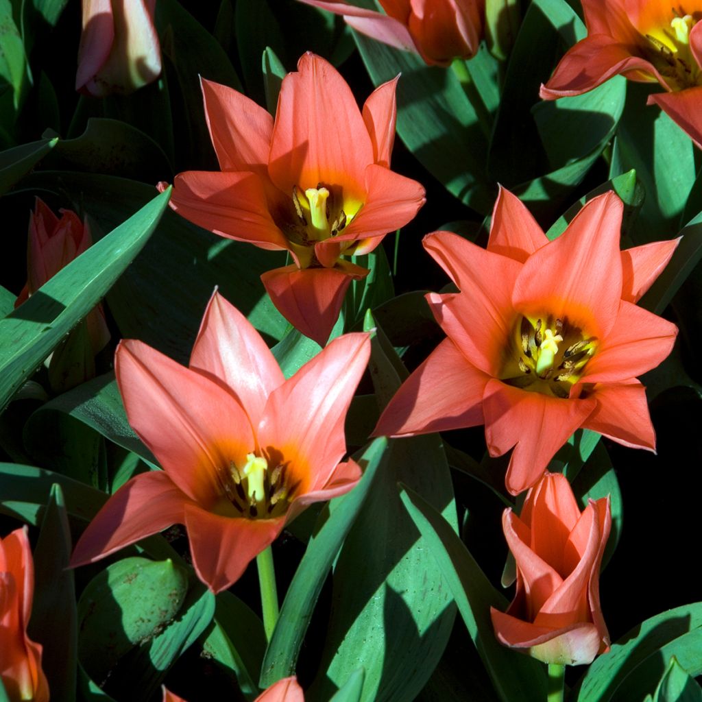 Tulipa greigii Toronto