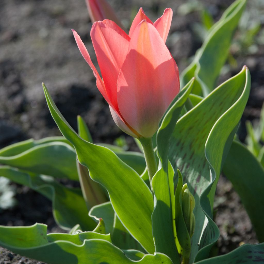 Tulipa greigii Toronto