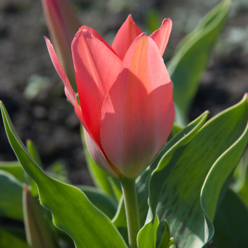 Tulipa greigii Toronto