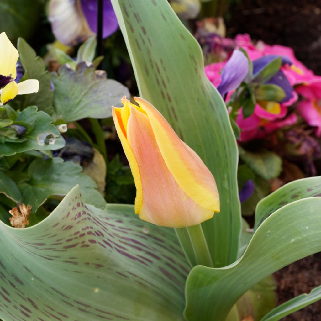 Tulipe botanique greigii Winnipeg