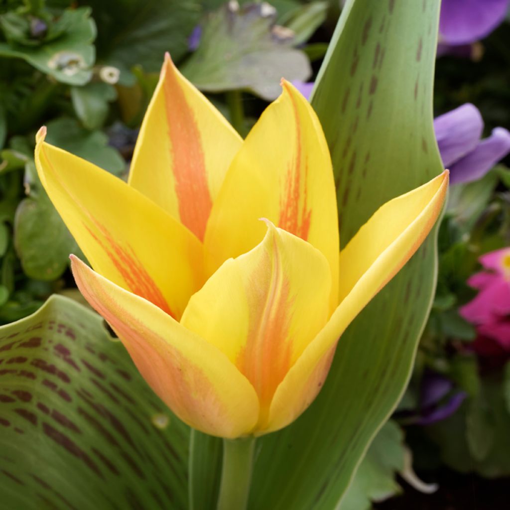 Tulipe botanique greigii Winnipeg