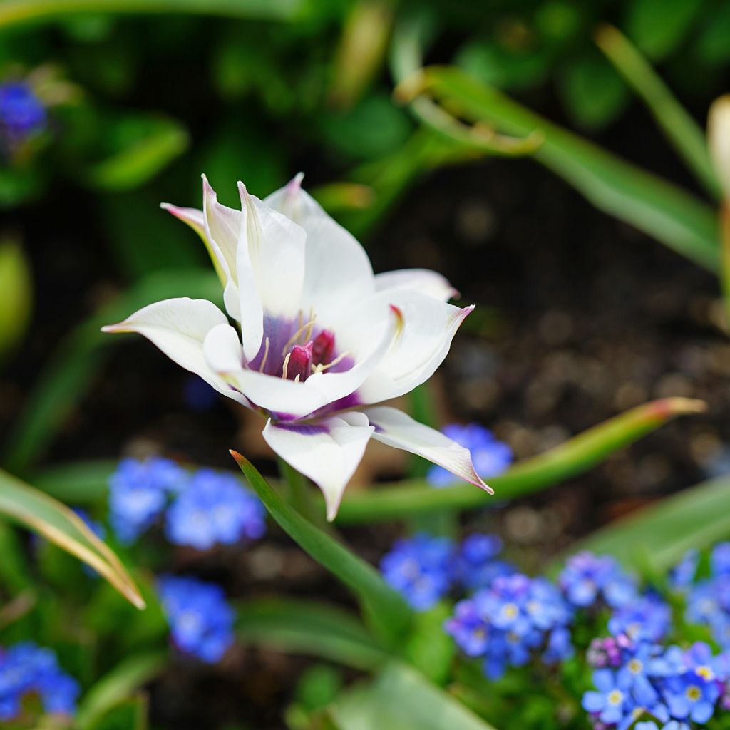 Tulipa humilis Albocaerula Oculata - Niedrige Tulpe