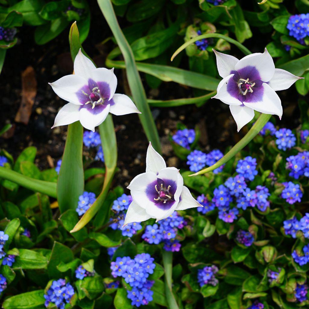 Tulipa humilis Albocaerula Oculata - Niedrige Tulpe