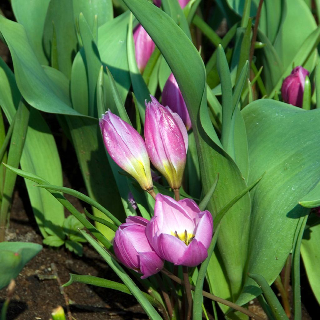 Tulipe botanique humilis Helene