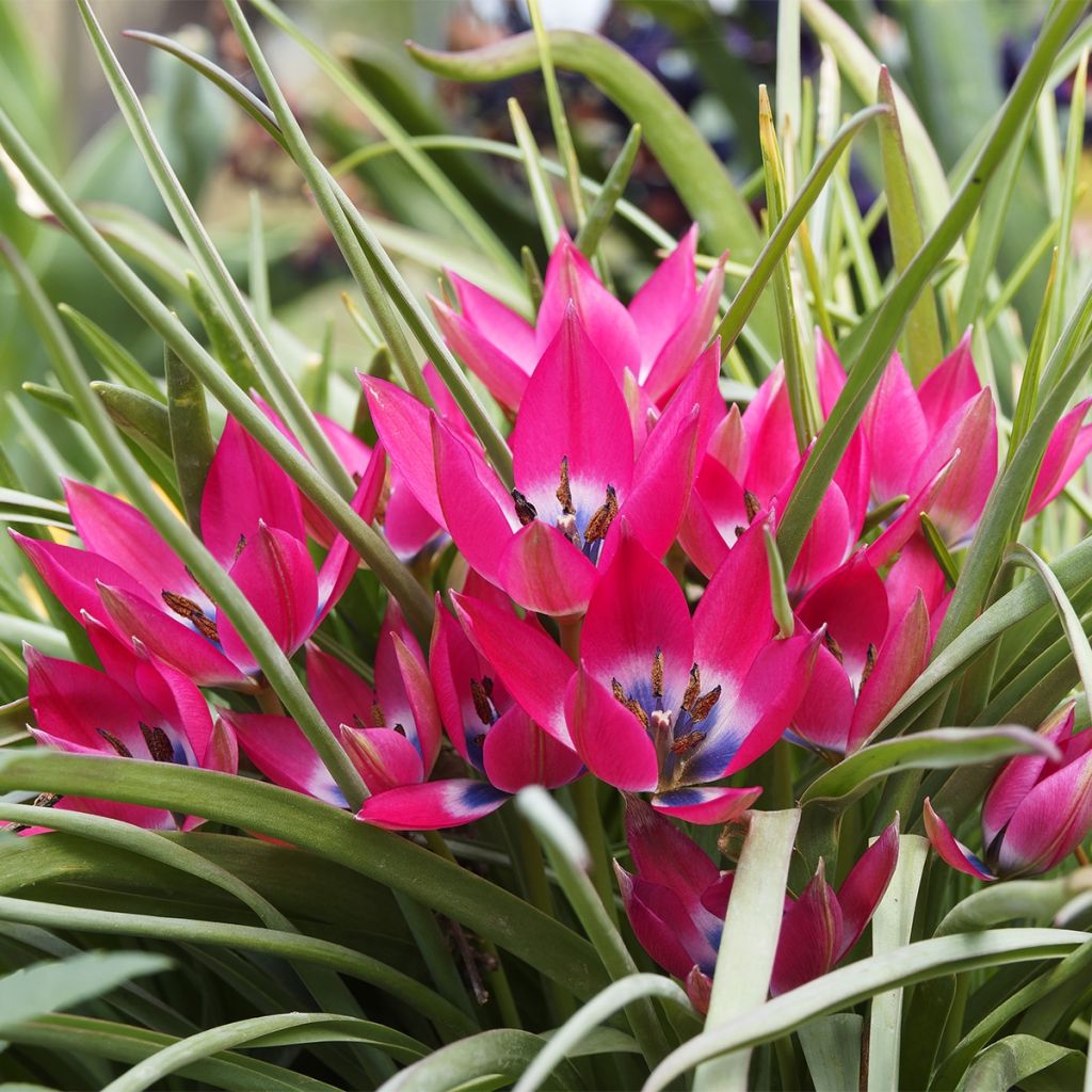 Tulipa humilis - Niedrige Tulpe