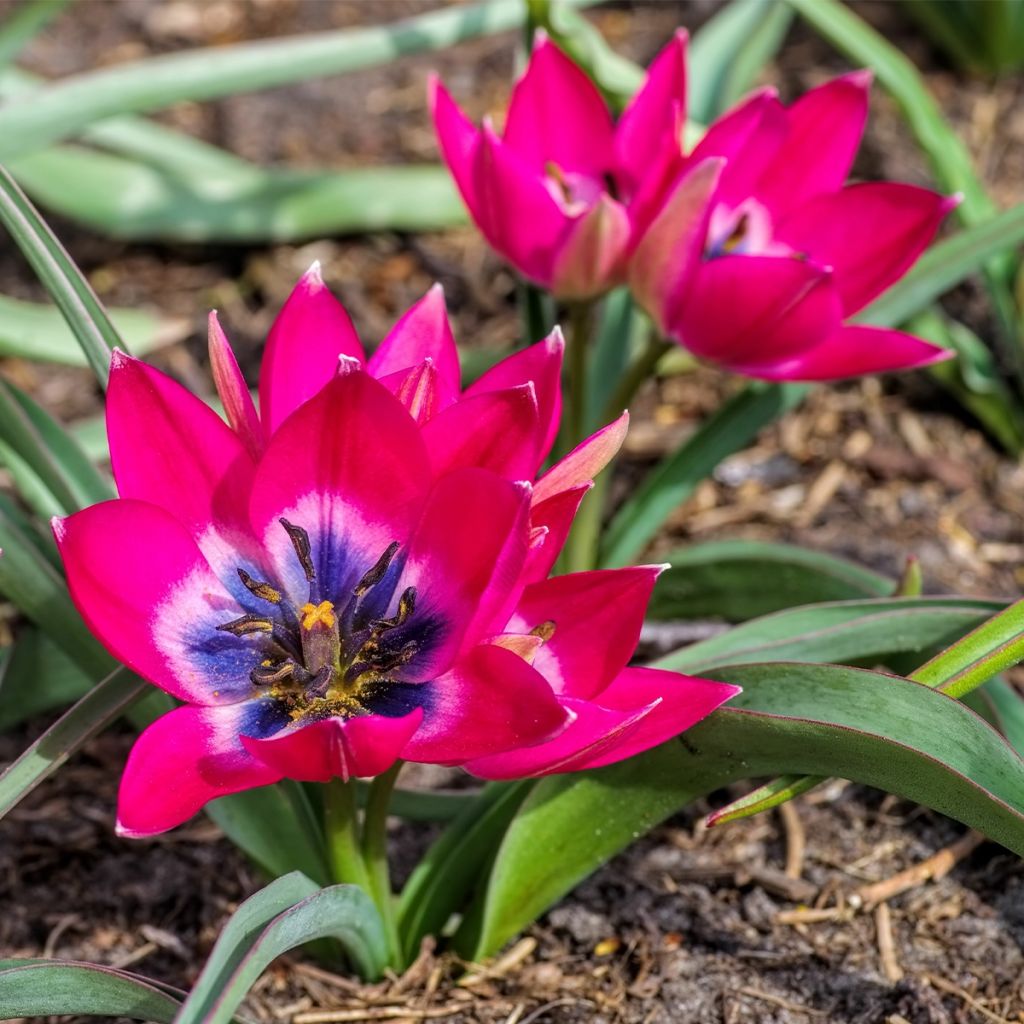 Tulipe botanique humilis