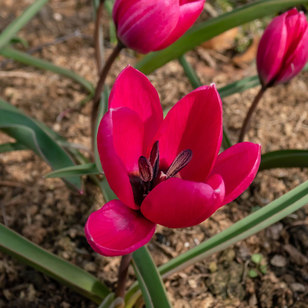 Tulipa humilis var. pulchella Violacea - Niedrige Tulpe