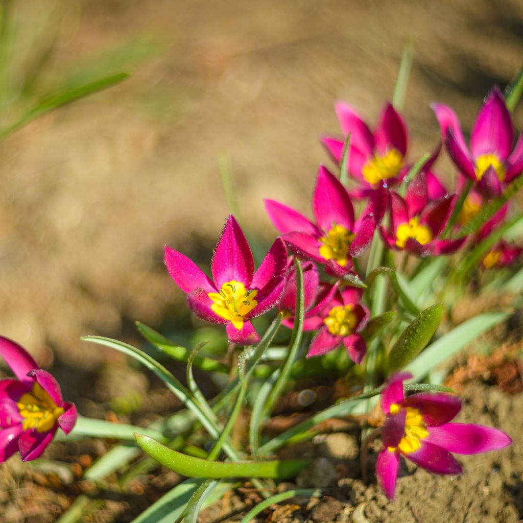 Tulipa humilis Violacea Yellow Base - Niedrige Tulpe