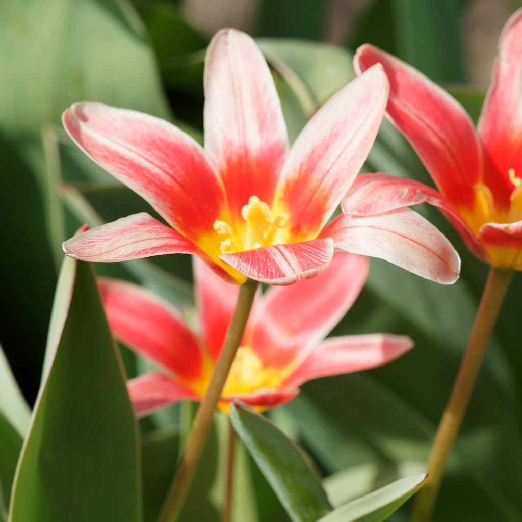 Tulipa kaufmanniana Fashion