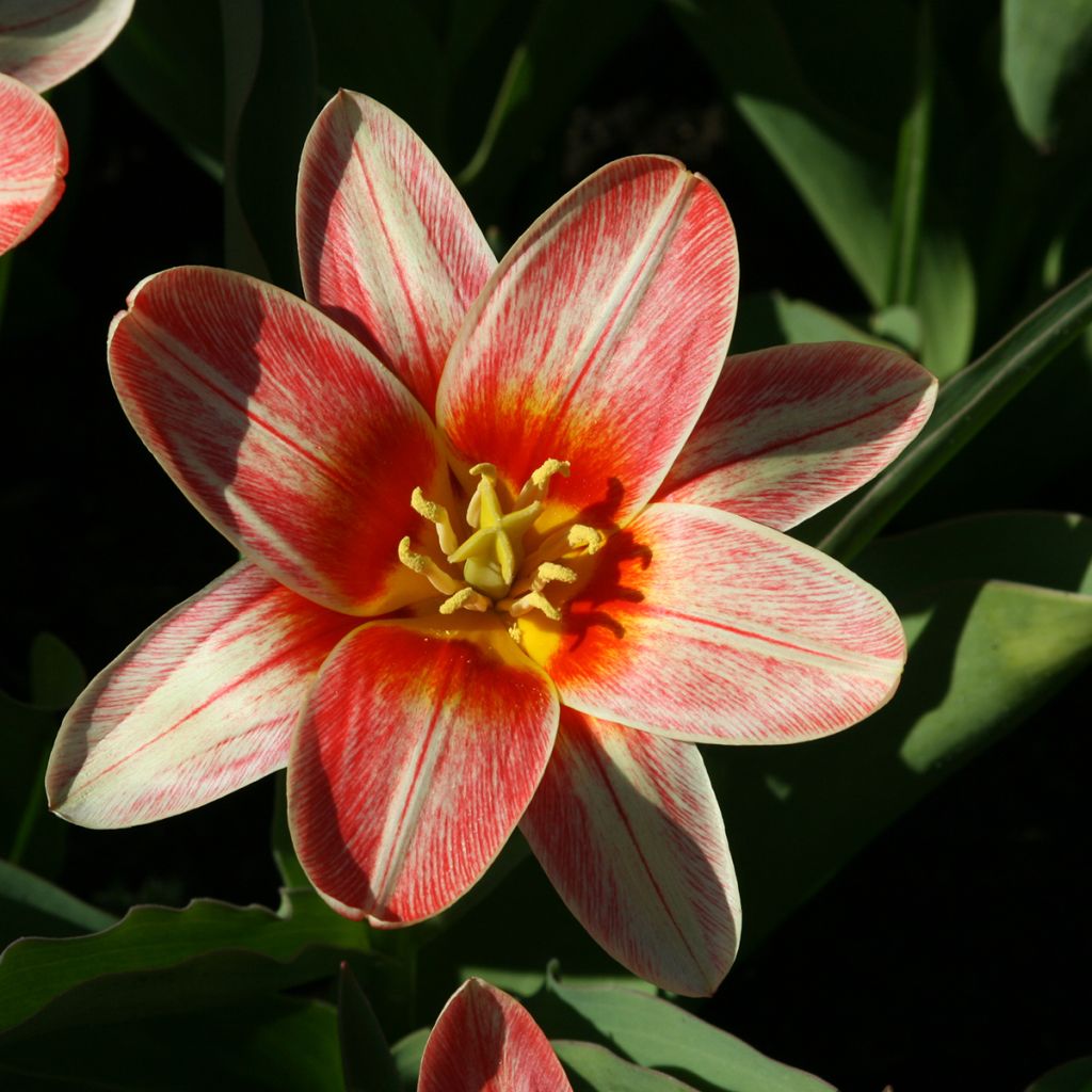 Tulipa kaufmanniana Fashion