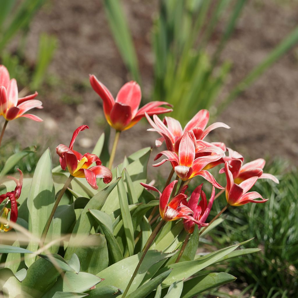 Tulipa kaufmanniana Fashion