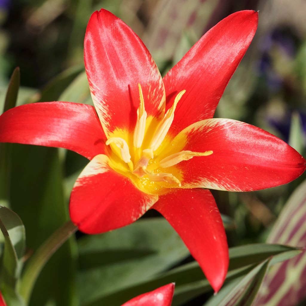 Tulipa kaufmanniana Fashion