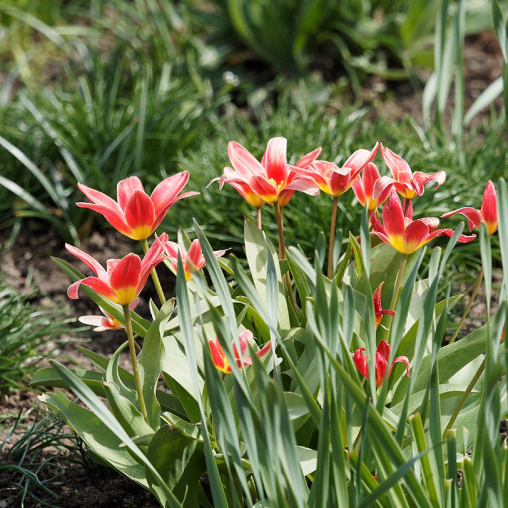 Tulipa kaufmanniana Fashion