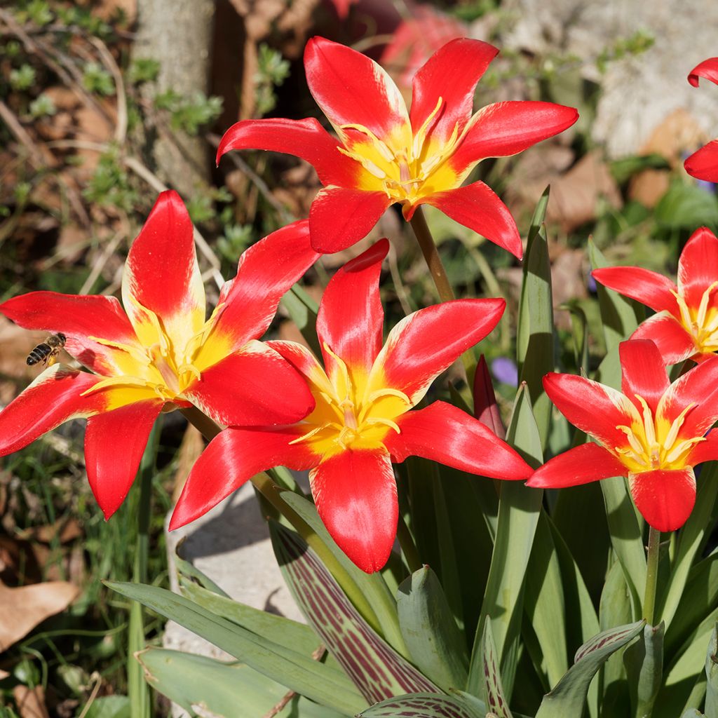 Tulipa kaufmanniana Fashion