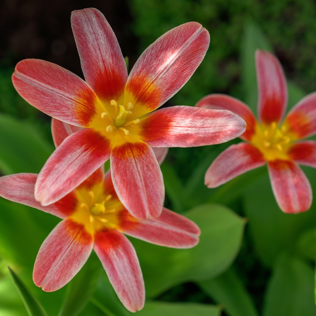 Tulipa kaufmanniana Fashion