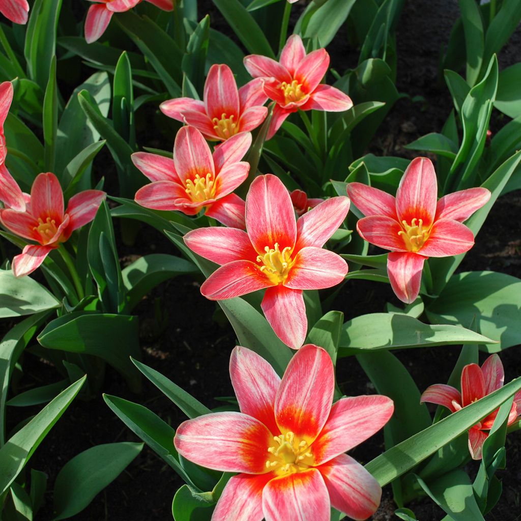 Tulipa kaufmanniana Fashion