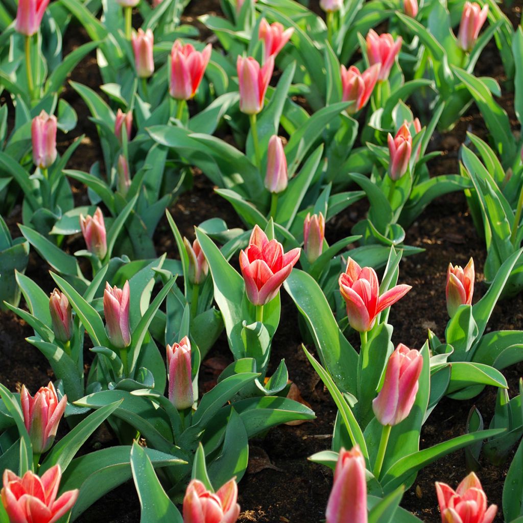 Tulipa kaufmanniana Fashion