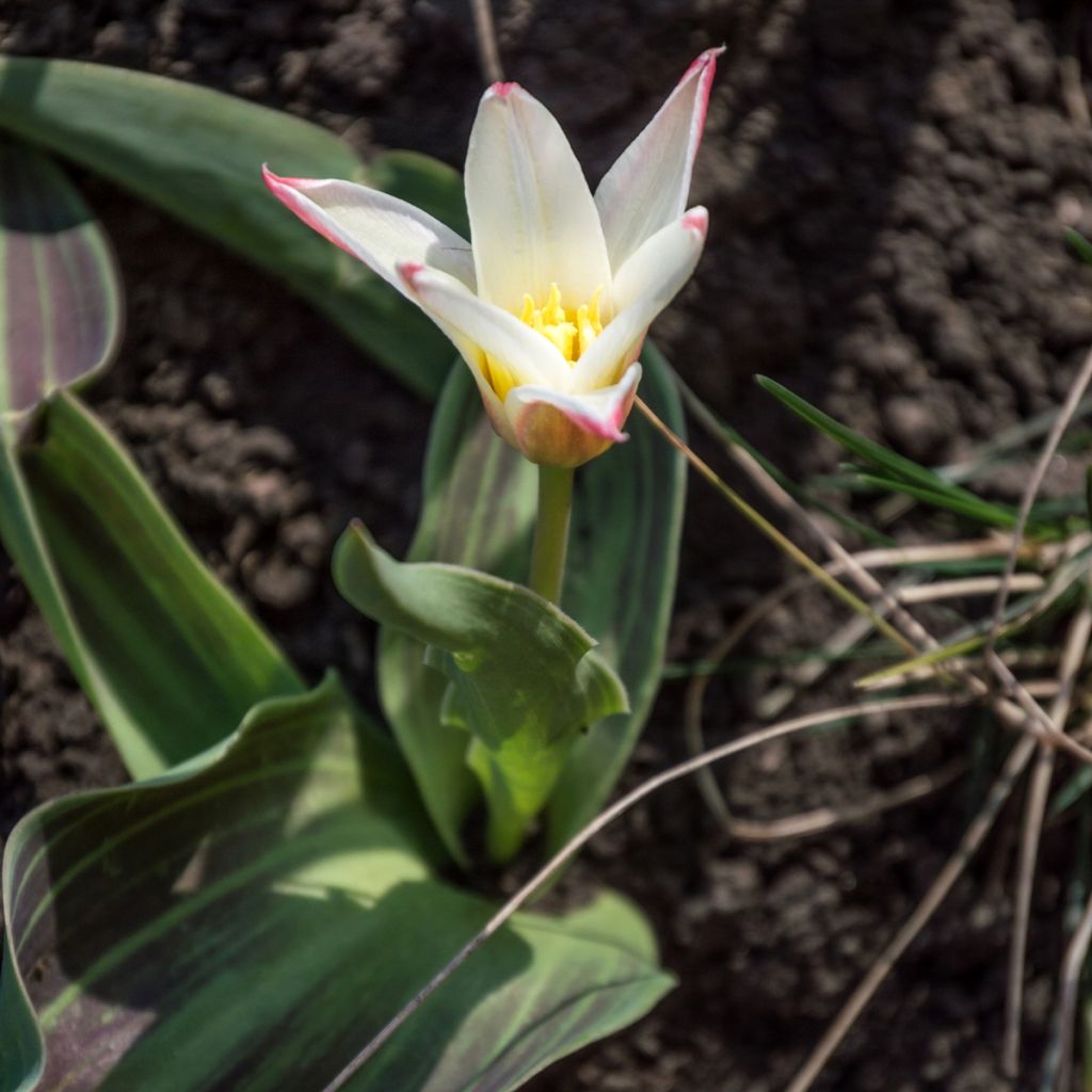 Tulipa kaufmanniana Heart's Delight