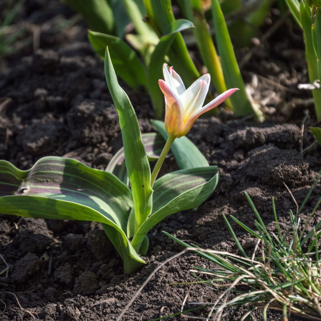 Tulipa kaufmanniana Heart's Delight