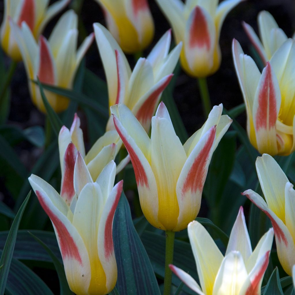 Tulipa kaufmanniana Johann Strauss