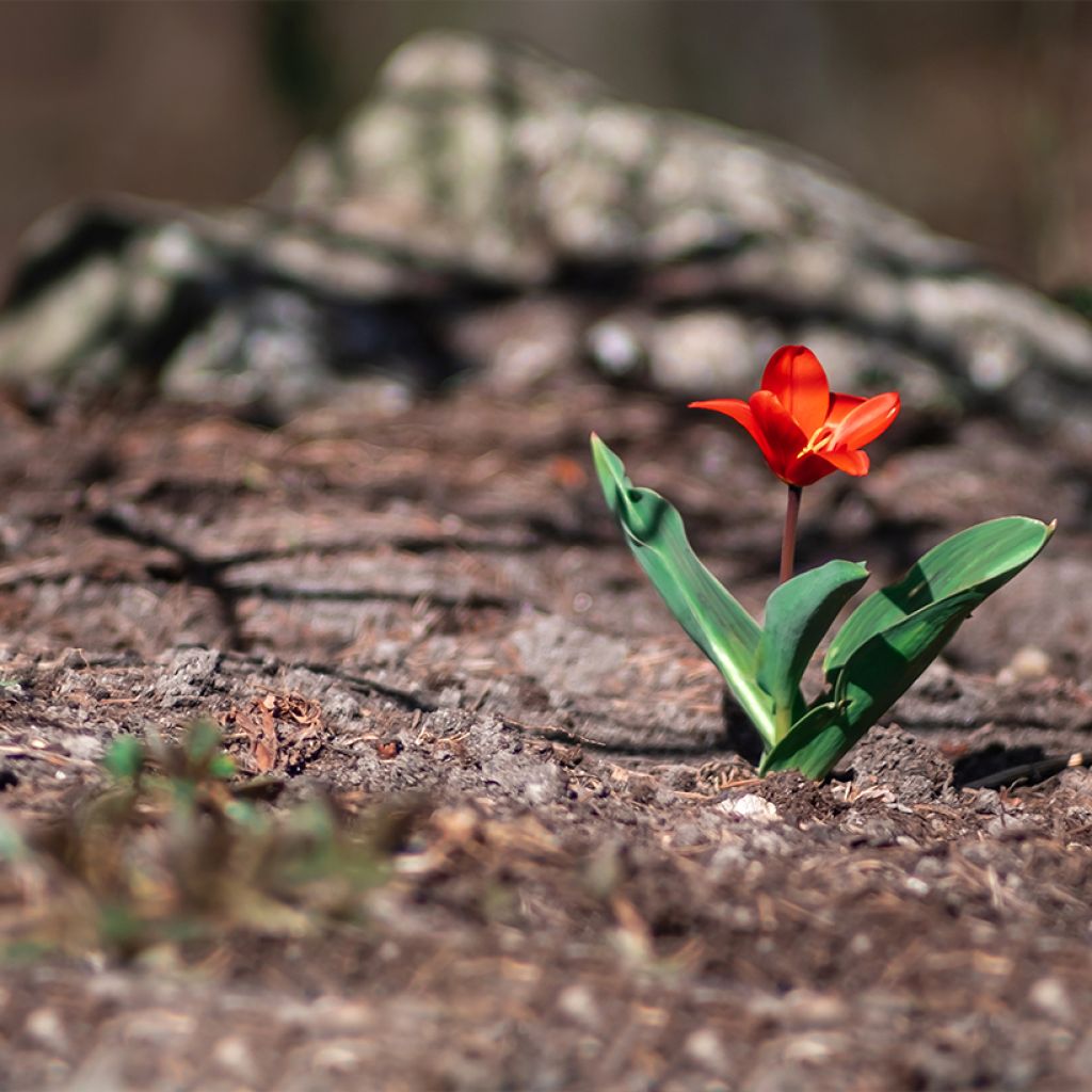 Tulipa kaufmanniana Showwinner