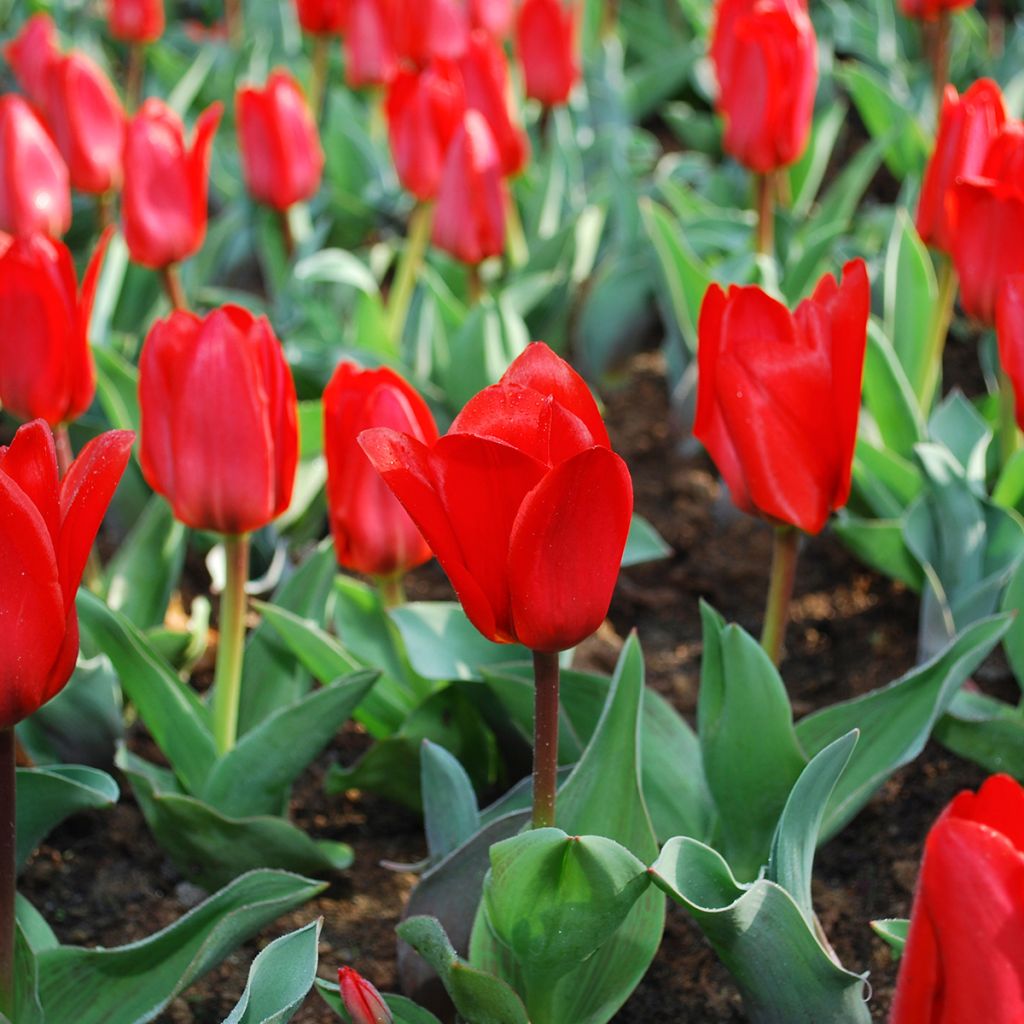 Tulipa kaufmanniana Showwinner