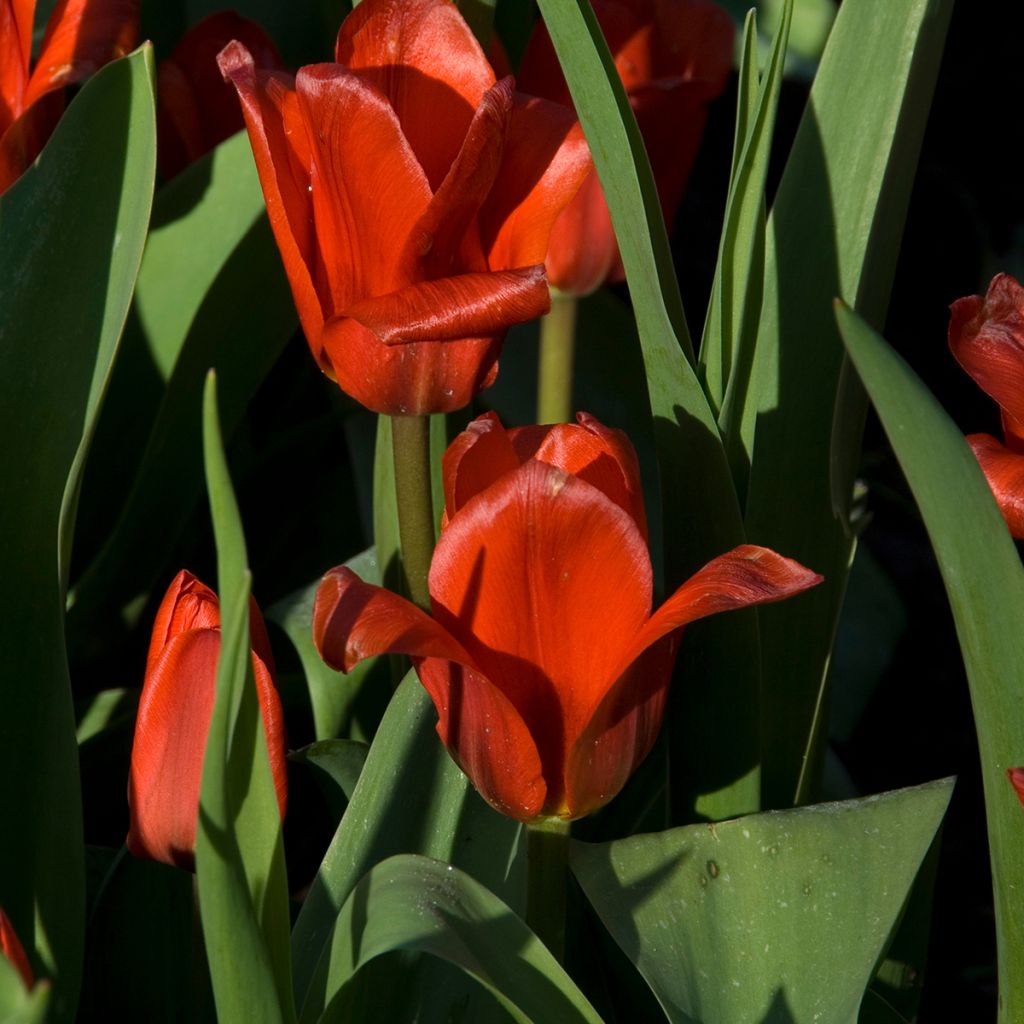 Tulipa kaufmanniana Showwinner