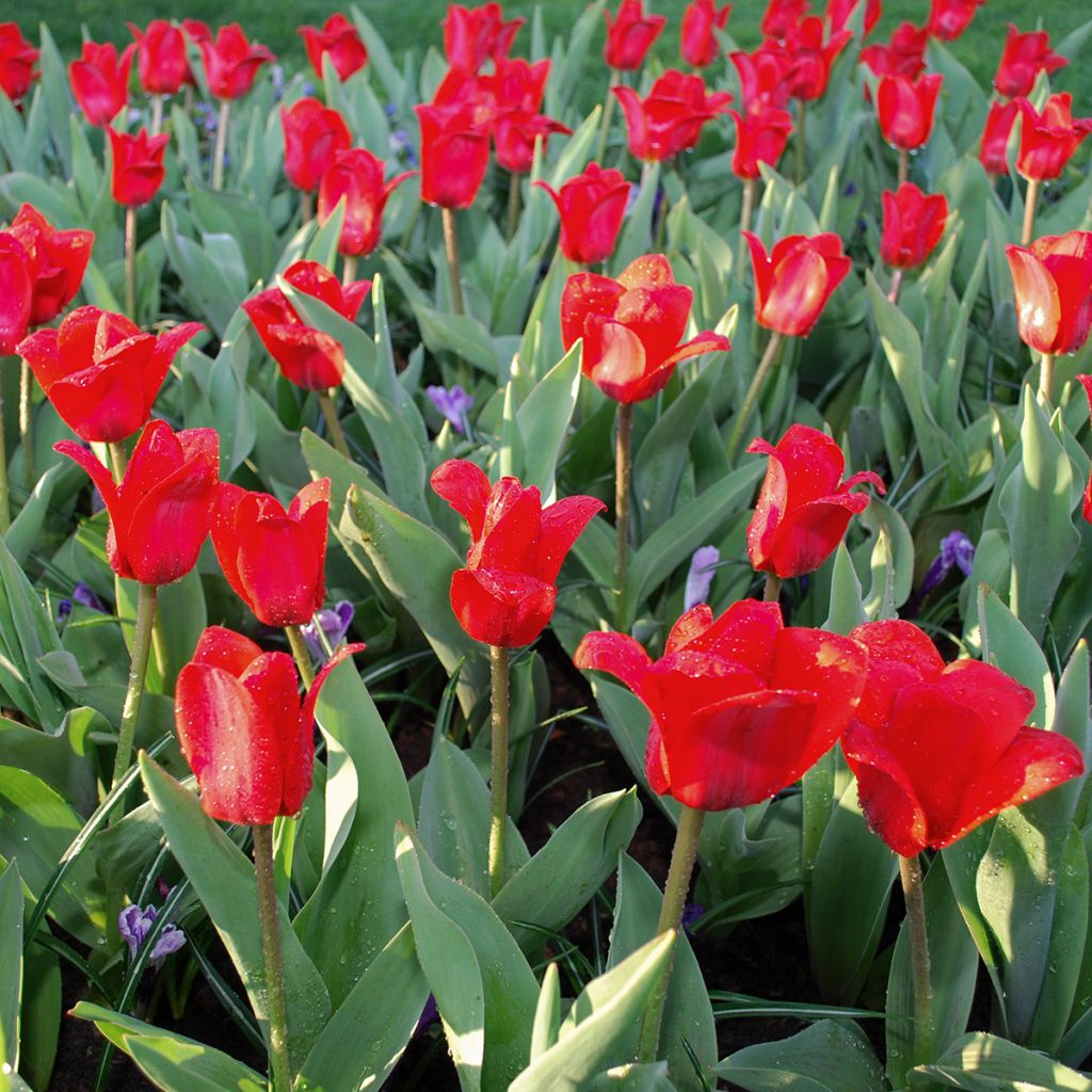 Tulipa kaufmanniana Showwinner