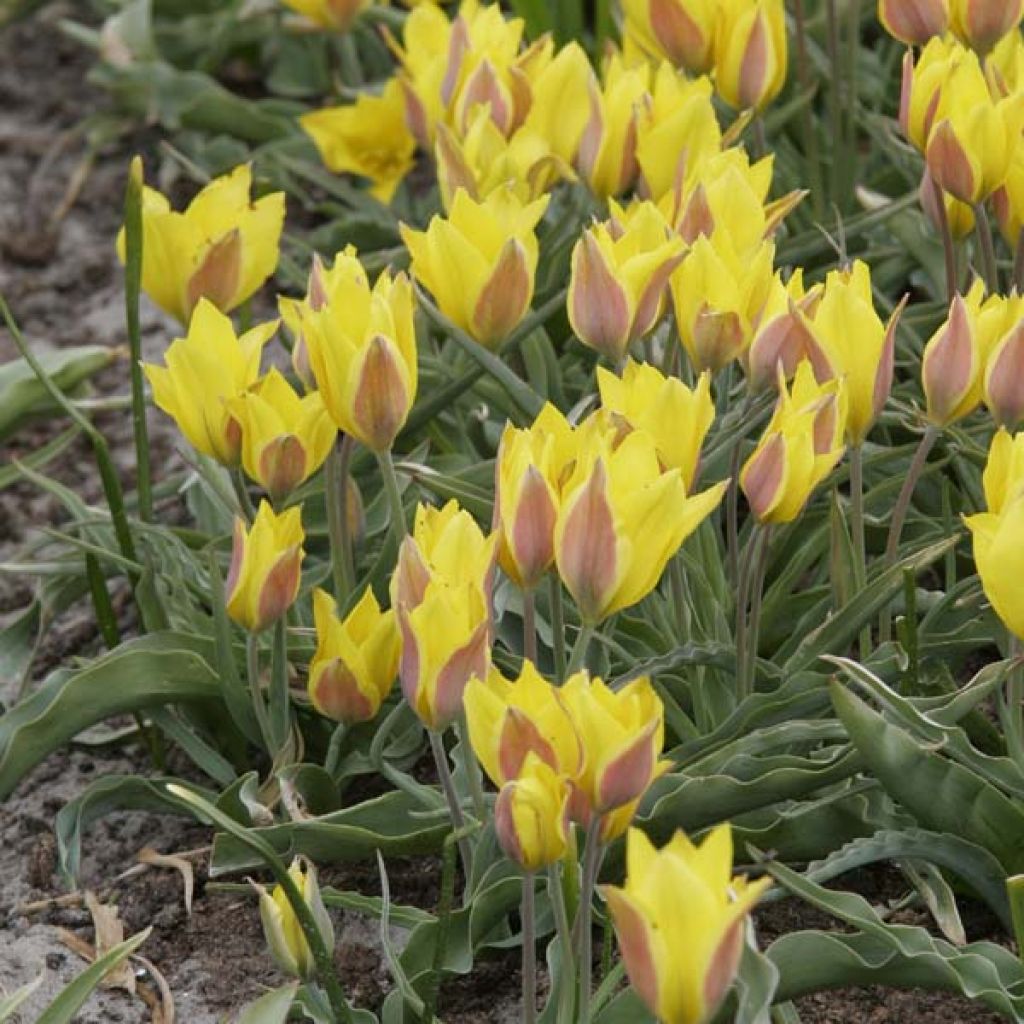 Tulipe Botanique kolpakowskiana