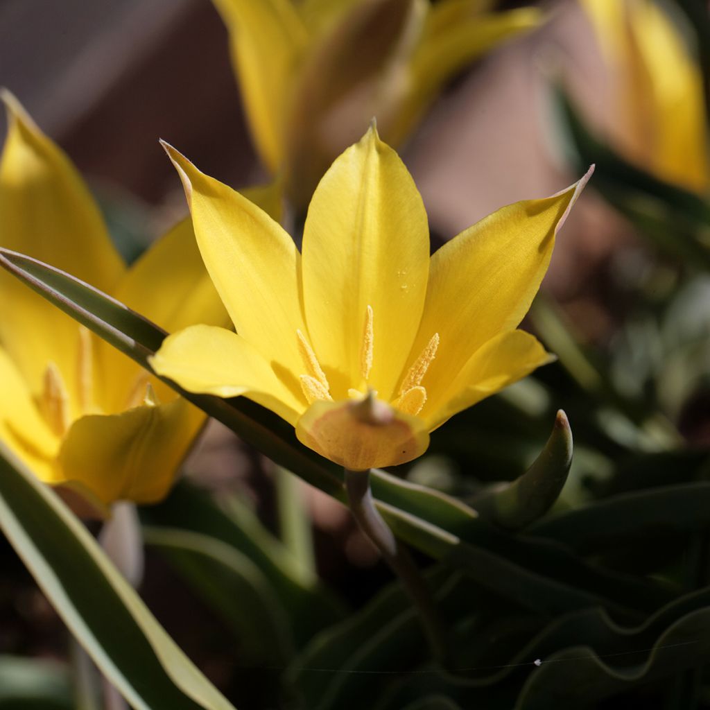 Tulipa kolpakowskiana - Kolpakowskis Tulpe