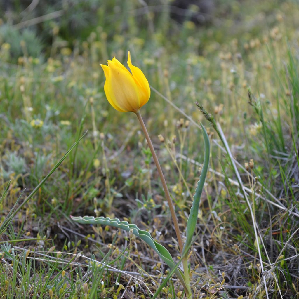 Tulipa kolpakowskiana - Kolpakowskis Tulpe