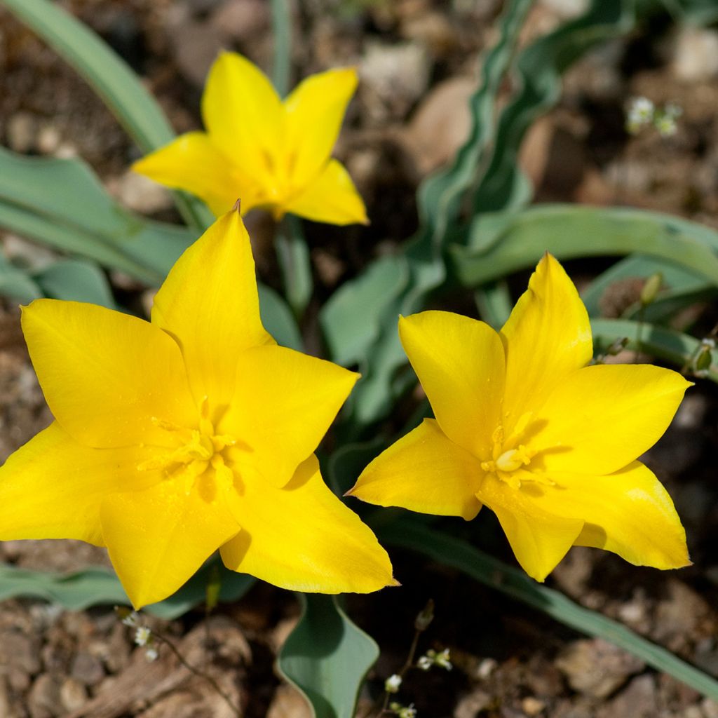 Tulipa kolpakowskiana - Kolpakowskis Tulpe