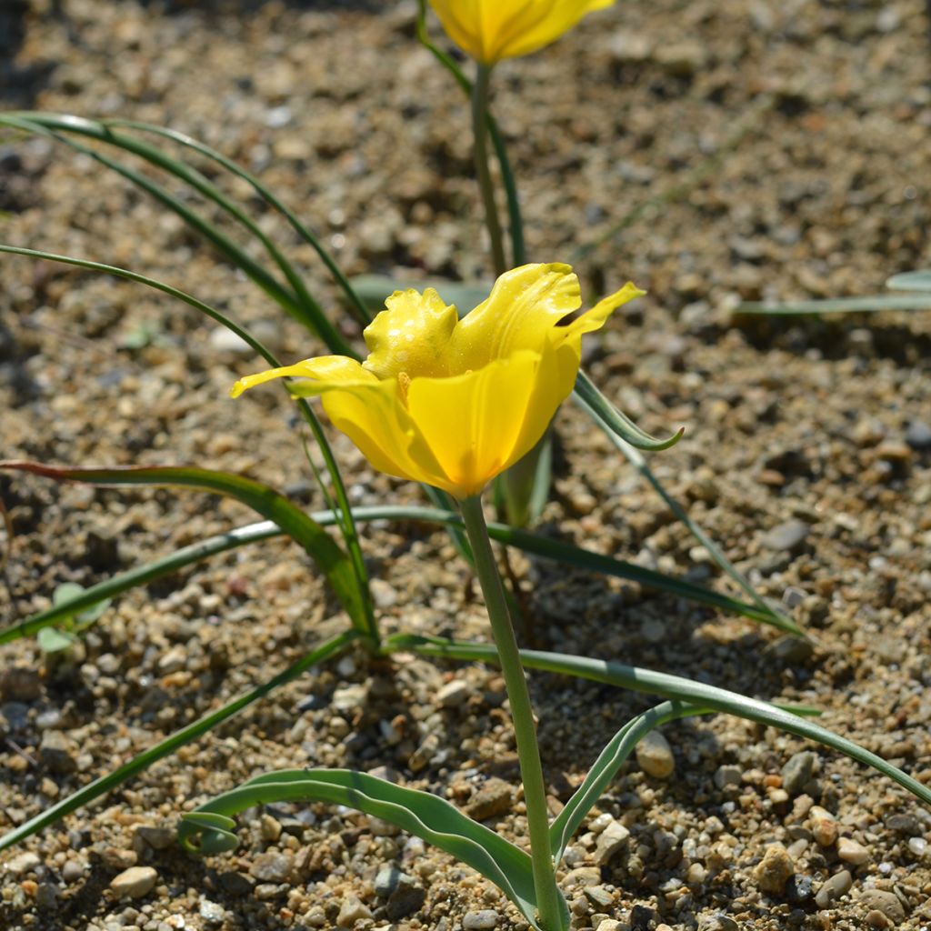 Tulipa kolpakowskiana - Kolpakowskis Tulpe