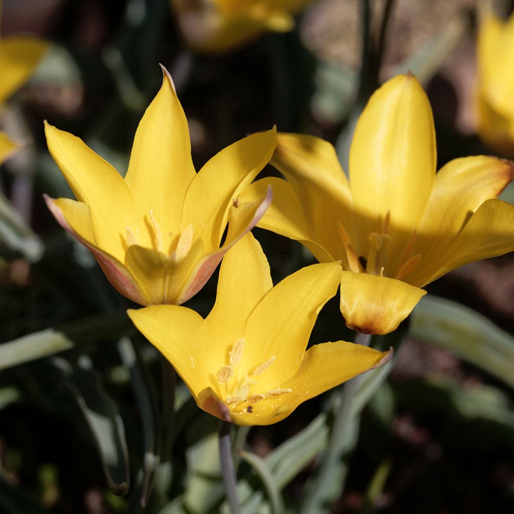 Tulipa kolpakowskiana - Kolpakowskis Tulpe