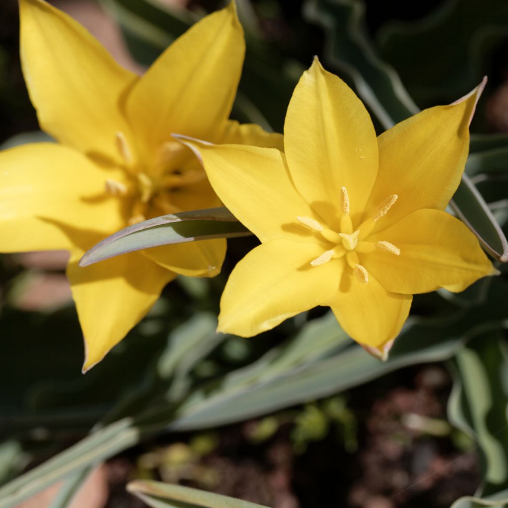 Tulipa kolpakowskiana - Kolpakowskis Tulpe