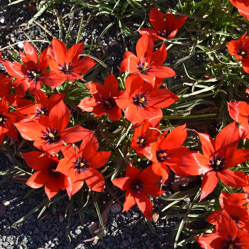 Tulipa linifolia - Leinblättrige Tulpe