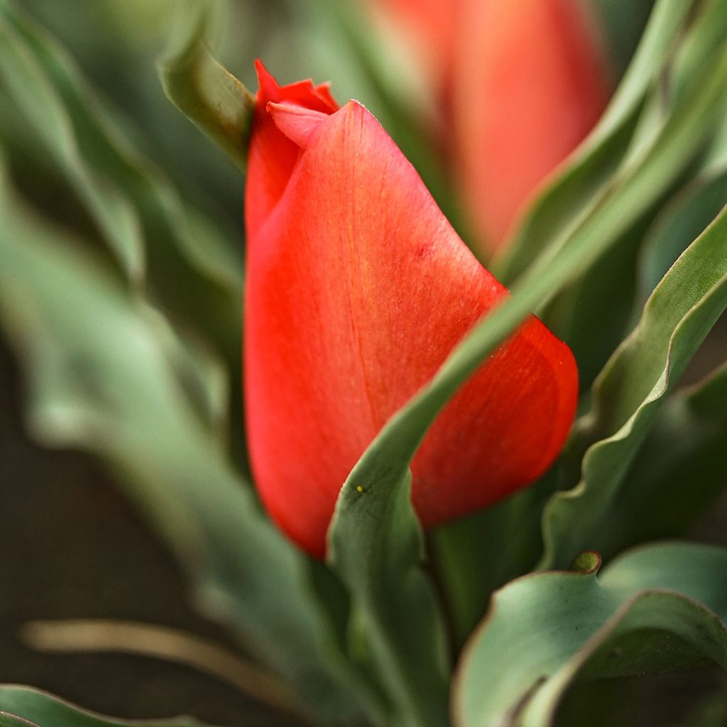 Tulipa linifolia - Leinblättrige Tulpe