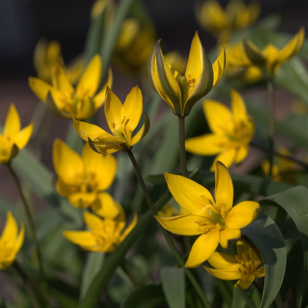 Tulipa neustruevae - Neustruews Tulpe