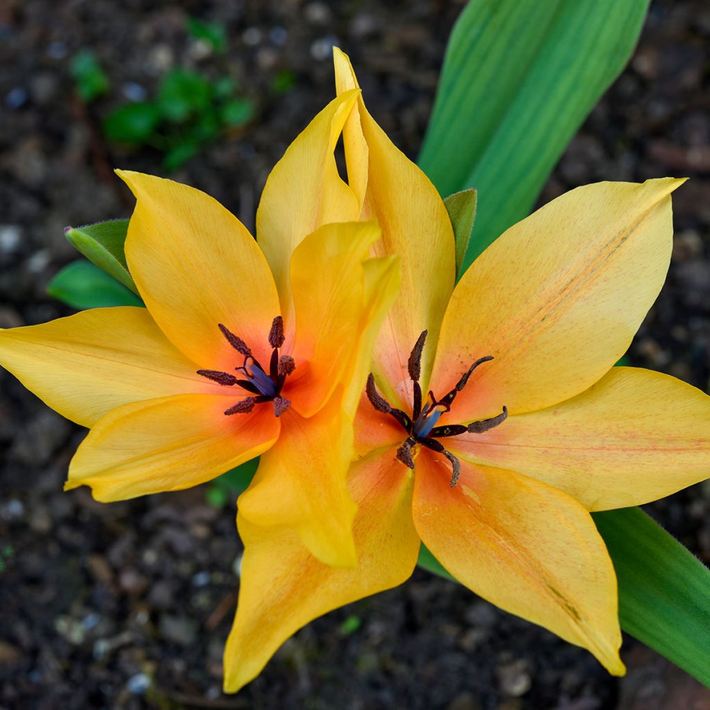 Tulipa orphanidea Flava - Orphanides-Tulpe