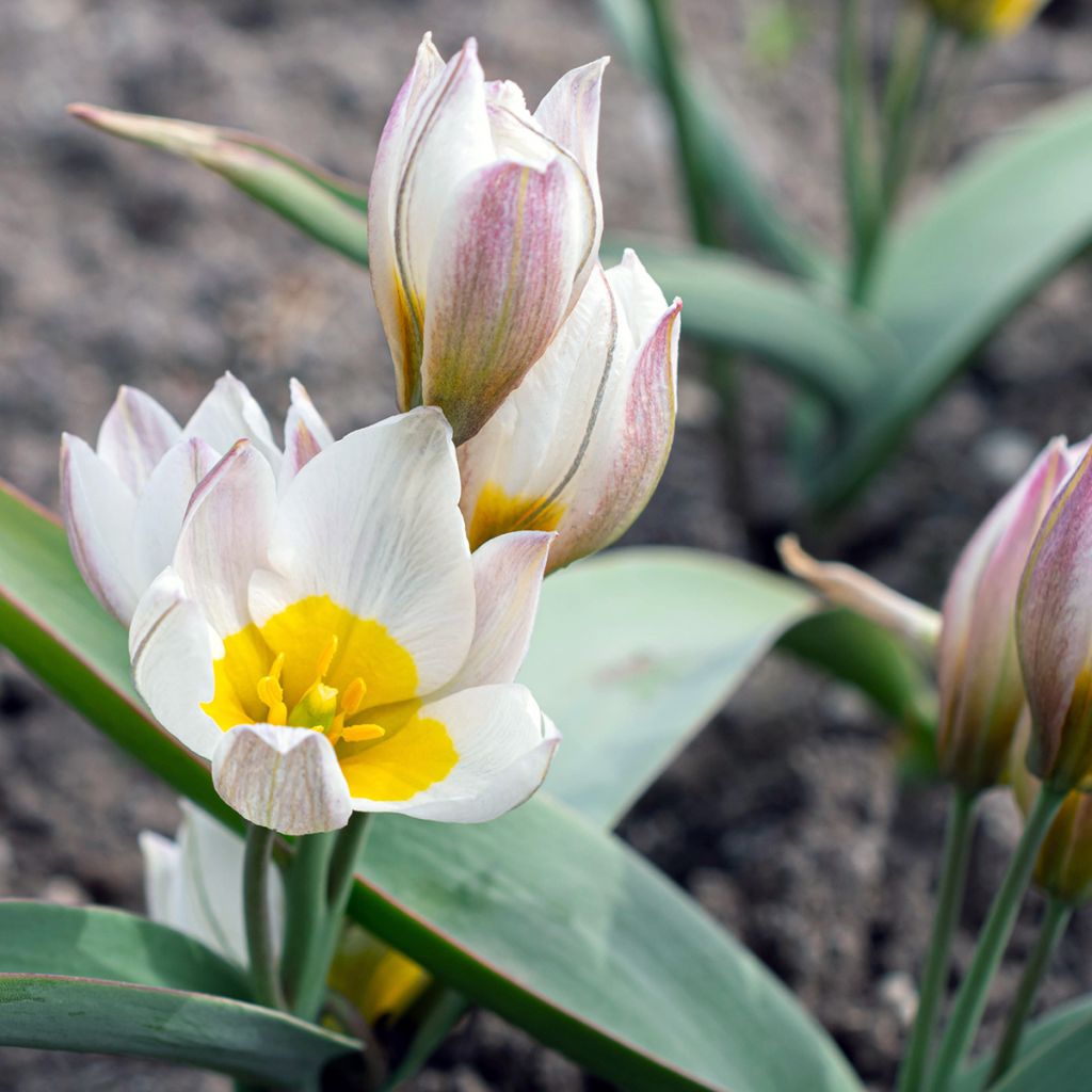 Tulipa polychroma - Zweiblütige Tulpe