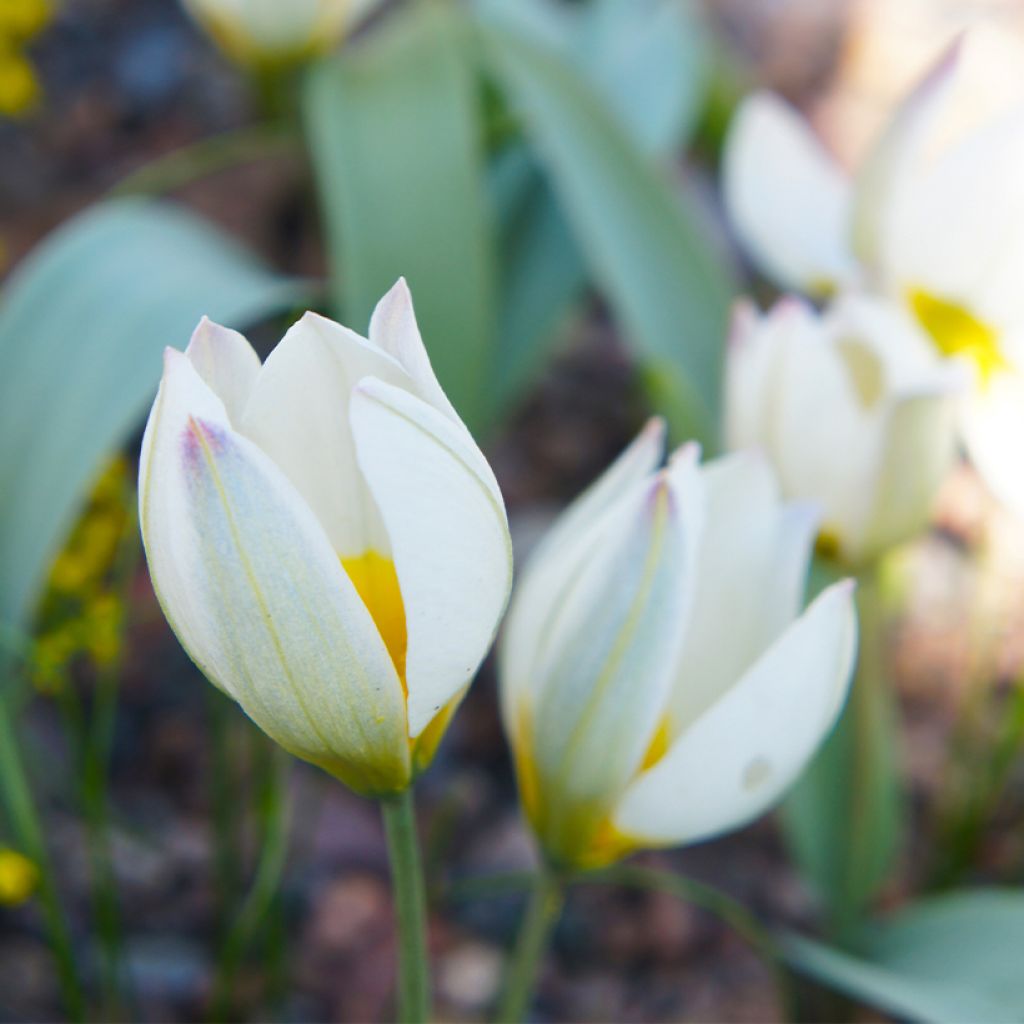 Tulipa polychroma - Zweiblütige Tulpe