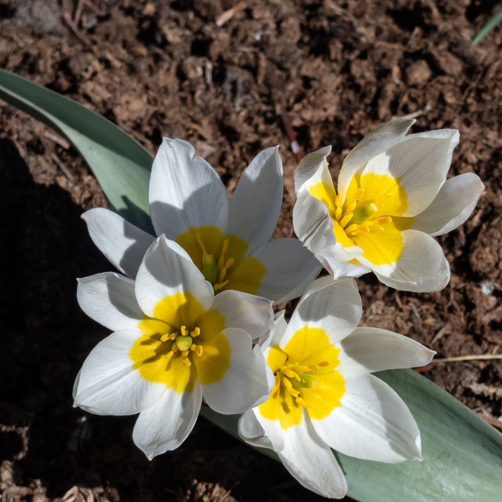 Tulipa polychroma - Zweiblütige Tulpe