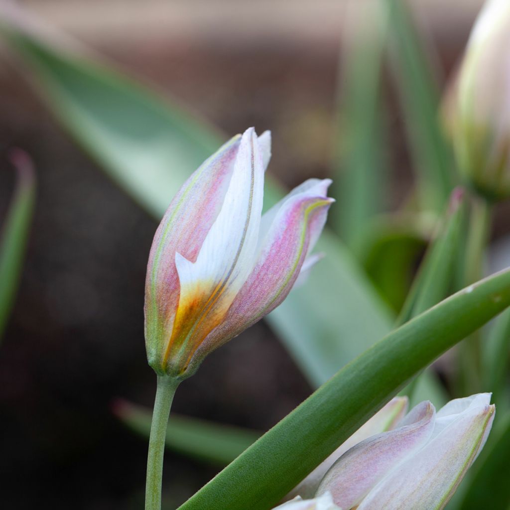 Tulipa polychroma - Zweiblütige Tulpe