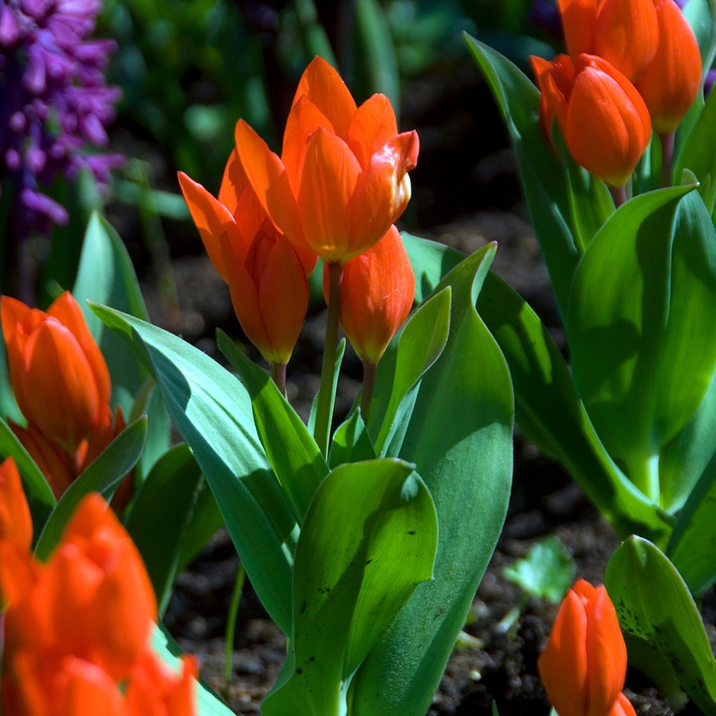 Tulipa praestans Fusilier - Vortreffliche Tulpe