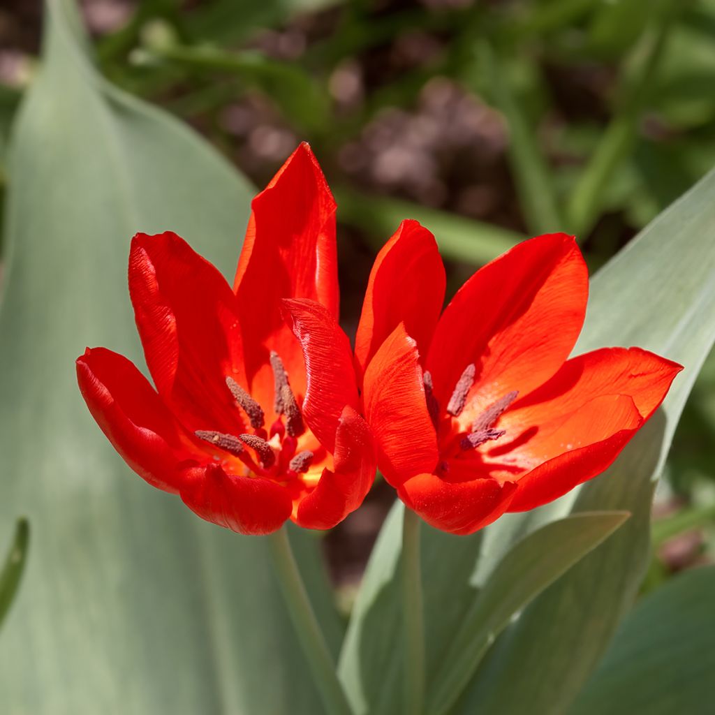 Tulipa praestans Fusilier - Vortreffliche Tulpe