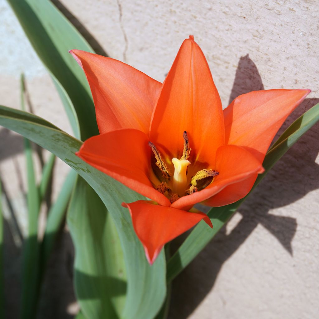 Tulipa praestans Fusilier - Vortreffliche Tulpe